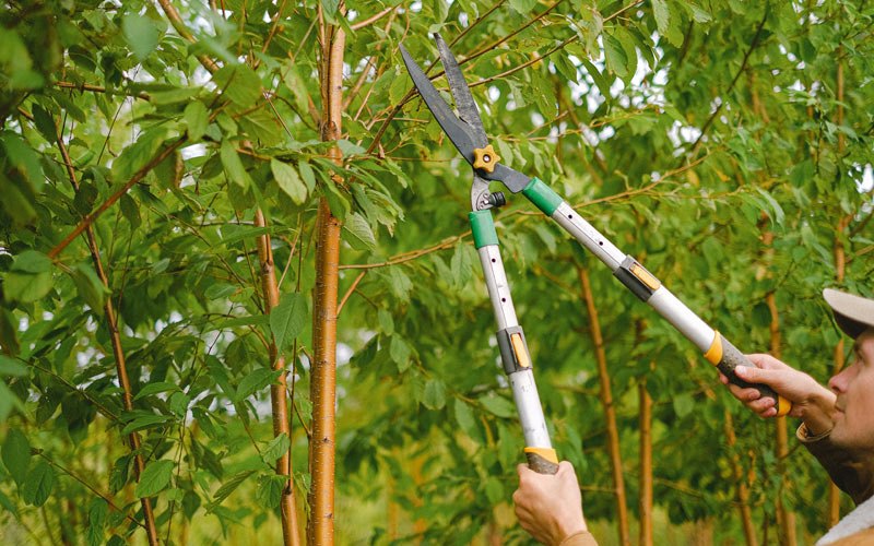 Tree trimming in Marquette, IA