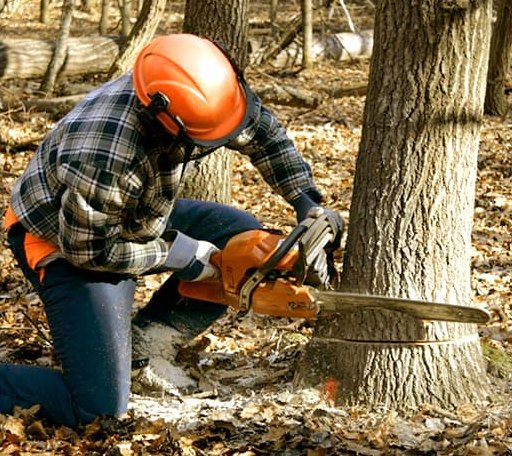 Tree Removal in Marquette, IA